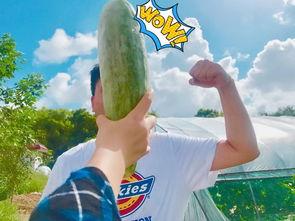 网红正能量吃瓜视频大全