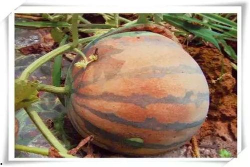 吃瓜网红图片高清大图,揭秘网红吃瓜瞬间，高清大图带你领略瓜界风采