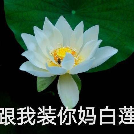 吃网红的瓜山海经,揭秘网红瓜背后的奇幻世界