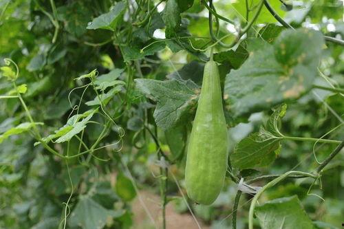 溧阳网红吃瓜事件,一场网络舆论的风暴与反思