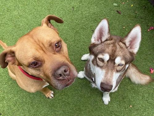 网红狗子跟闺蜜吃瓜图片