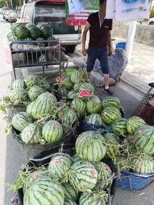 甘谷网红吃瓜事件,揭秘网络舆论背后的真相与反思