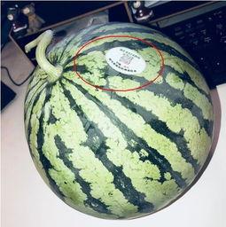 石家庄网红吃瓜,揭秘幕后故事与热门话题