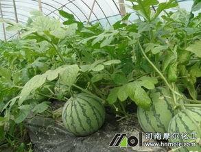 吃瓜网是西瓜视频吗