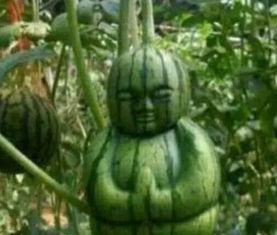 陇南网红吃瓜事件真相,真相背后的网络风波