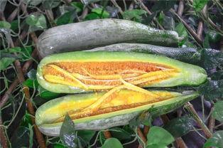 外国网红吃瓜,揭秘吃瓜界的狂欢盛宴！