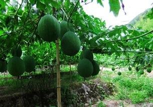 网红吃薄皮小吊瓜,口感惊艳引网友热议！