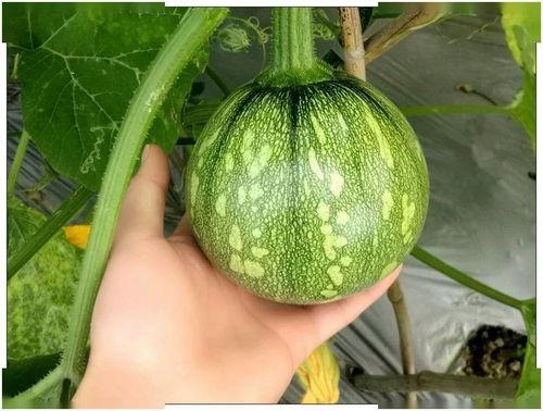 小恩吃瓜网,揭秘娱乐圈幕后故事，带你领略明星真实生活