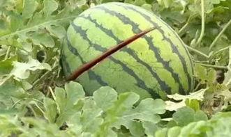 吃瓜给五块钱的网红有哪些