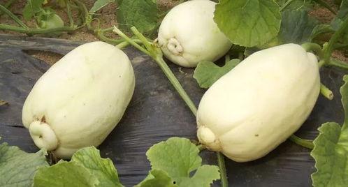 青州网红吃瓜群微信,揭秘网络社交圈的趣味与争议