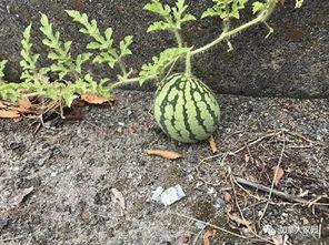 网络吃瓜网红,揭秘幕后故事与娱乐效应